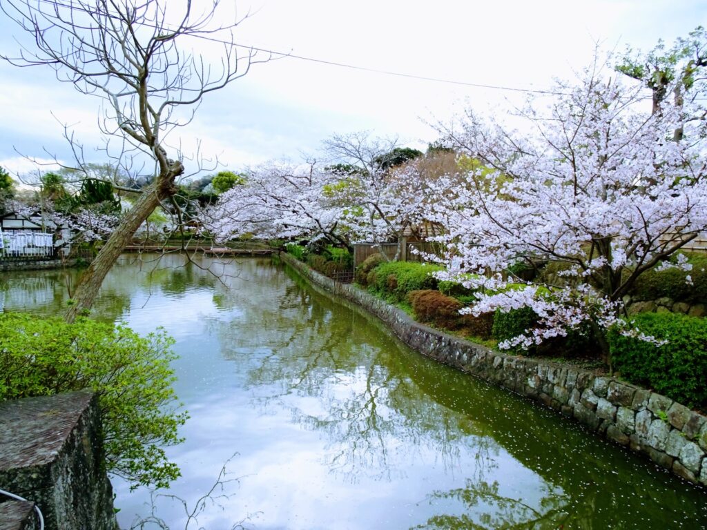 鎌倉、鶴岡八幡宮、花見、桜