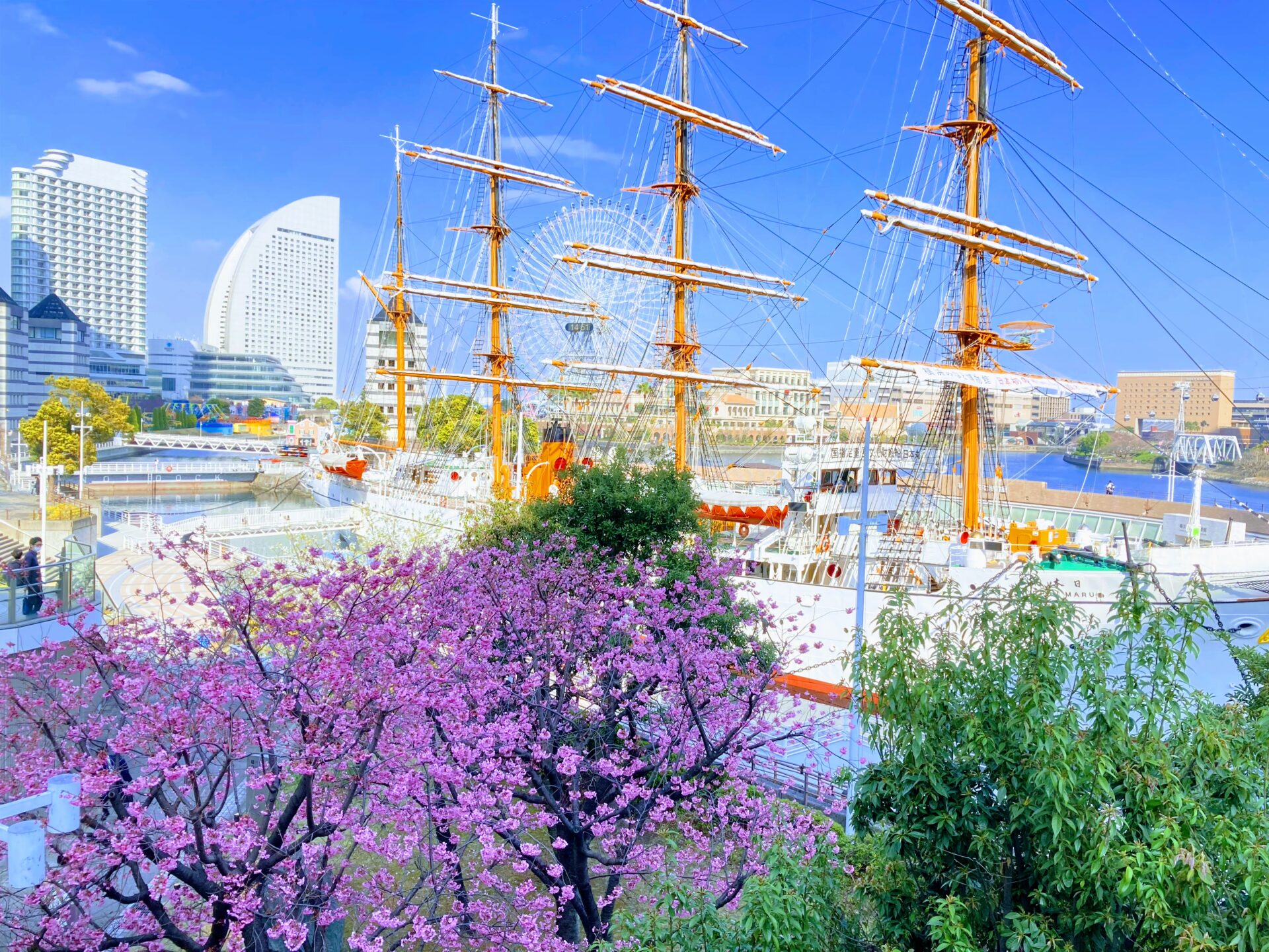 日本丸と鮮やかなピンクの桜、動く歩道からの眺め